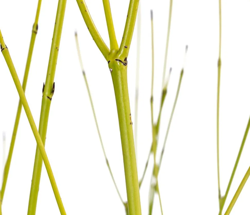 Gelbholz-Hartriegel 'Flaviramea'