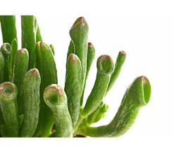 Geldbaum - Crassula ovata 'Green Star'