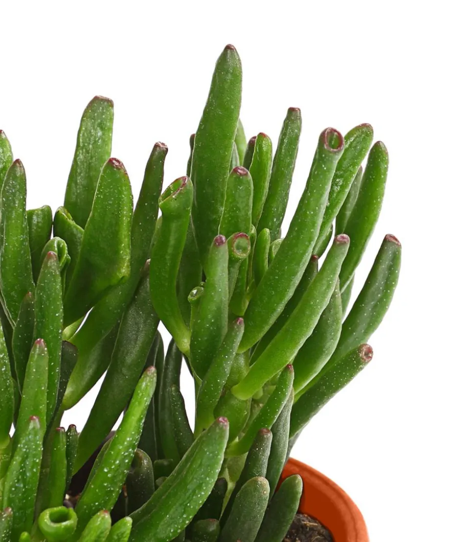 Geldbaum-Set - Crassula, verschiedene Sorten, 3-teilig