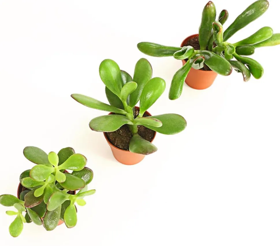 Geldbaum-Set - Crassula, verschiedene Sorten, 3-teilig