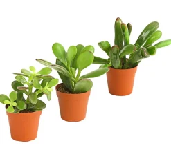 Geldbaum-Set - Crassula, verschiedene Sorten, 3-teilig