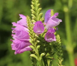 Gelenkblume - Etagenerika