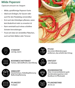 Gemüse-Set Großer Gemüsegarten, 6-teilig