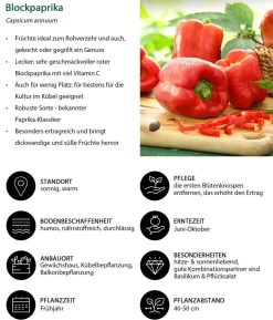 Gemüse-Set Kleiner Gemüsegarten, 3-teilig