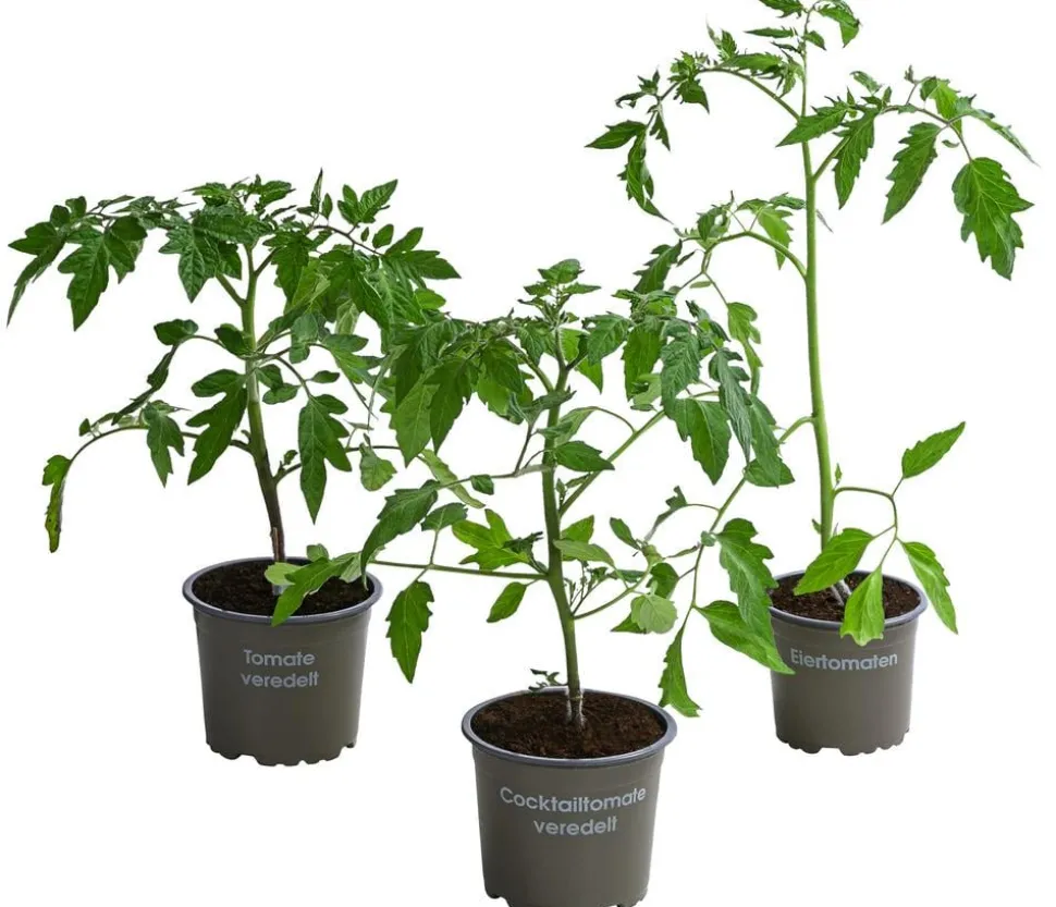 Gemüse-Set Tomatensalat, 3-teilig