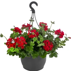 Geranie 'Caliente', Ampel