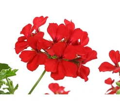 Geranie 'Caliente', Ampel