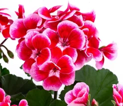 Geranie 'Smokey Ylenia'