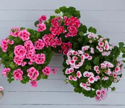 Geranie 'Smokey Ylenia'
