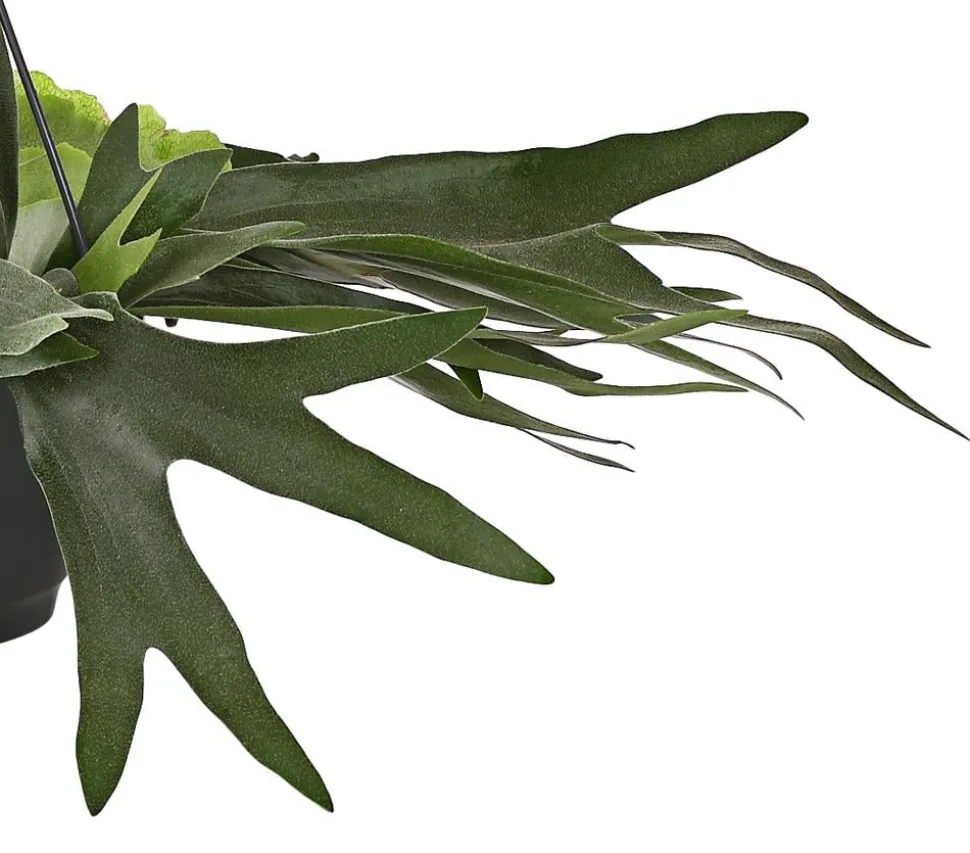Geweihfarn - Platycerium bifurcatum