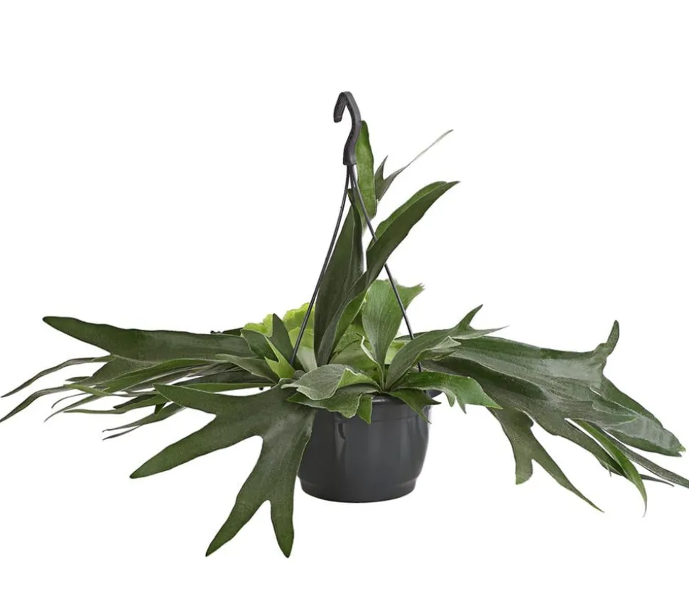 Geweihfarn - Platycerium bifurcatum