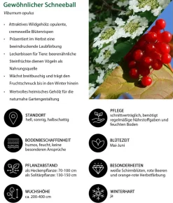 Gewöhnlicher Schneeball