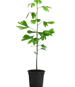 Ginkgobaum - Fächerblattbaum