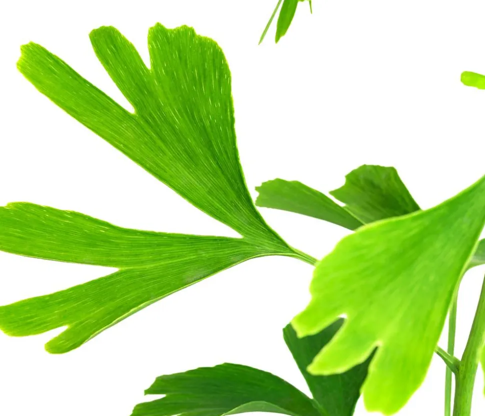 Ginkgobaum - Fächerblattbaum