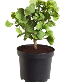 Ginkgobaum - Fächerblattbaum 'Mariken'