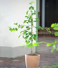 Ginkgobaum - Fächerblattbaum