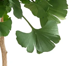 Ginkgobaum - Fächerblattbaum
