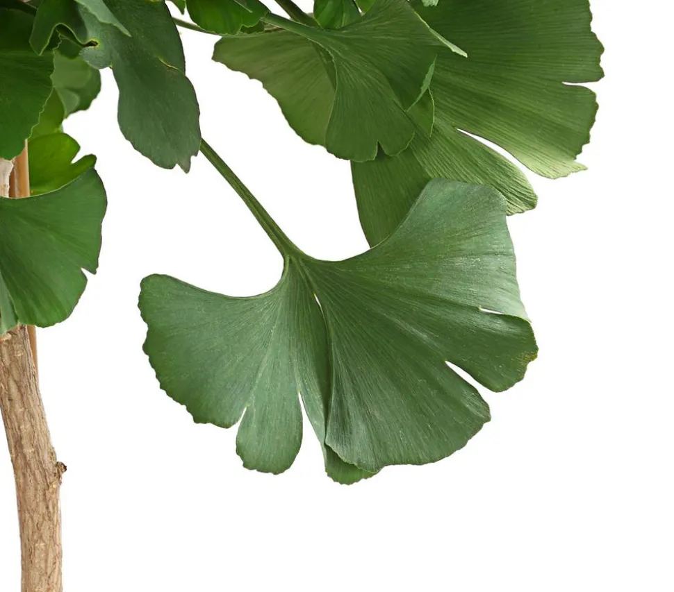 Ginkgobaum - Fächerblattbaum