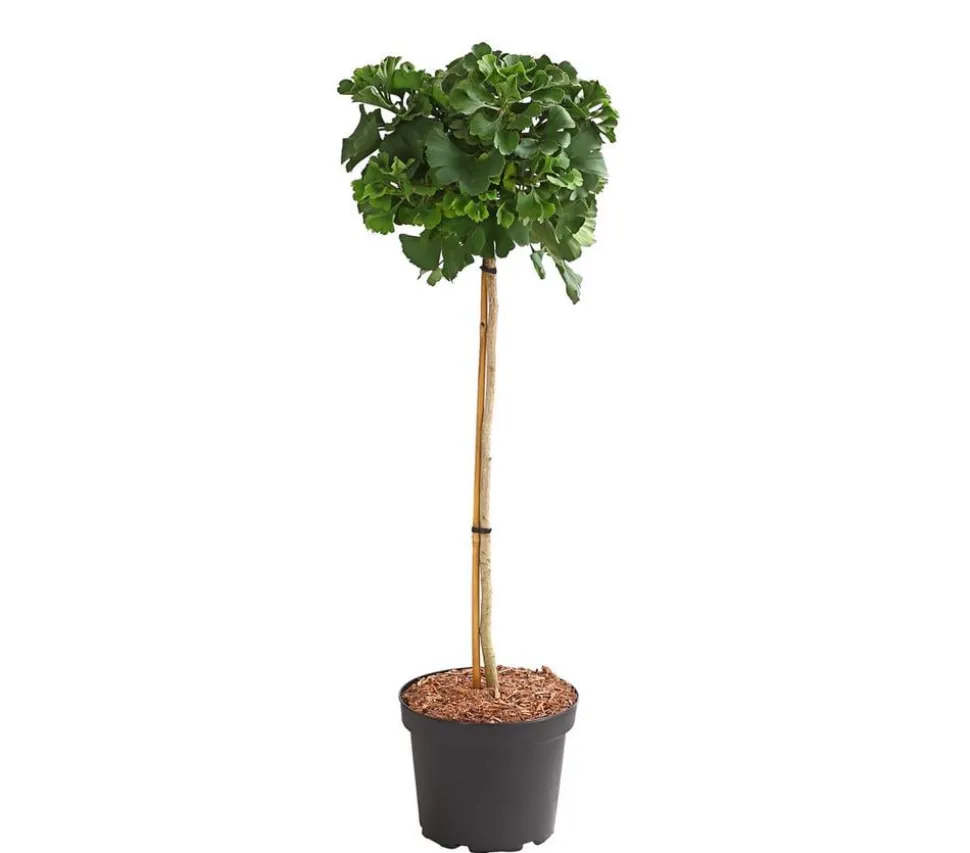 Ginkgobaum - Fächerblattbaum