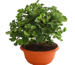 Ginkgobaum - Fächerblattbaum 'Marijke'