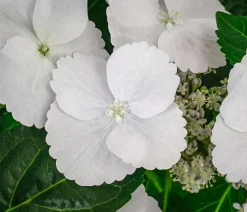 Girlanden-Hortensie 'Runaway Bride®'