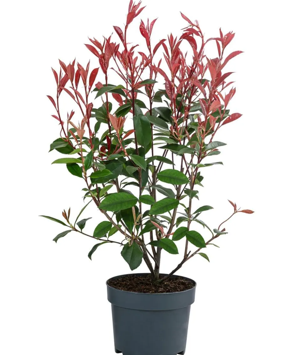 Glanzmispel 'Carré Rouge'