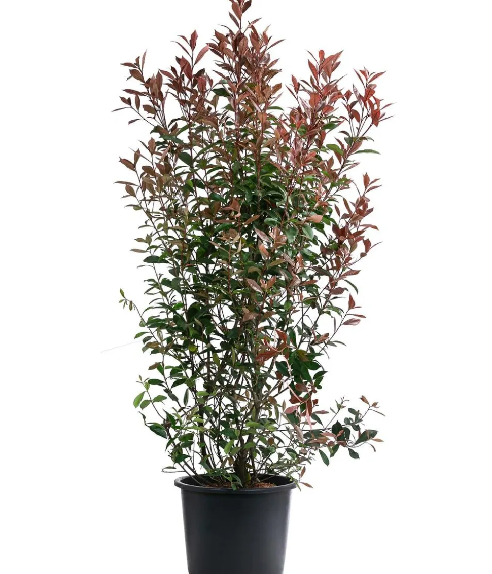 Glanzmispel 'Carré Rouge'