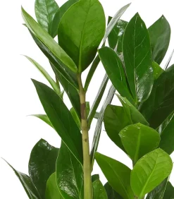 Glücksfeder - Zamioculcas zamiifolia