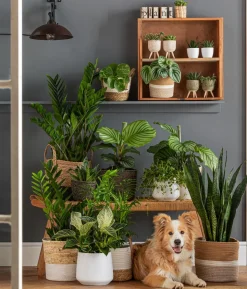 Glücksfeder - Zamioculcas zamiifolia