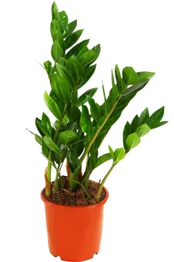 Glücksfeder - Zamioculcas zamiifolia