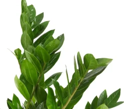 Glücksfeder - Zamioculcas zamiifolia