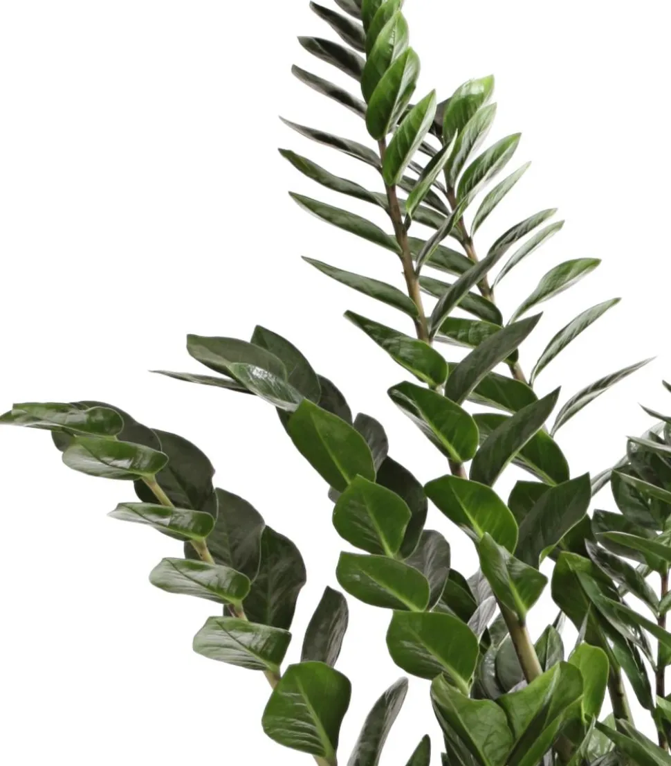 Glücksfeder - Zamioculcas zamiifolia