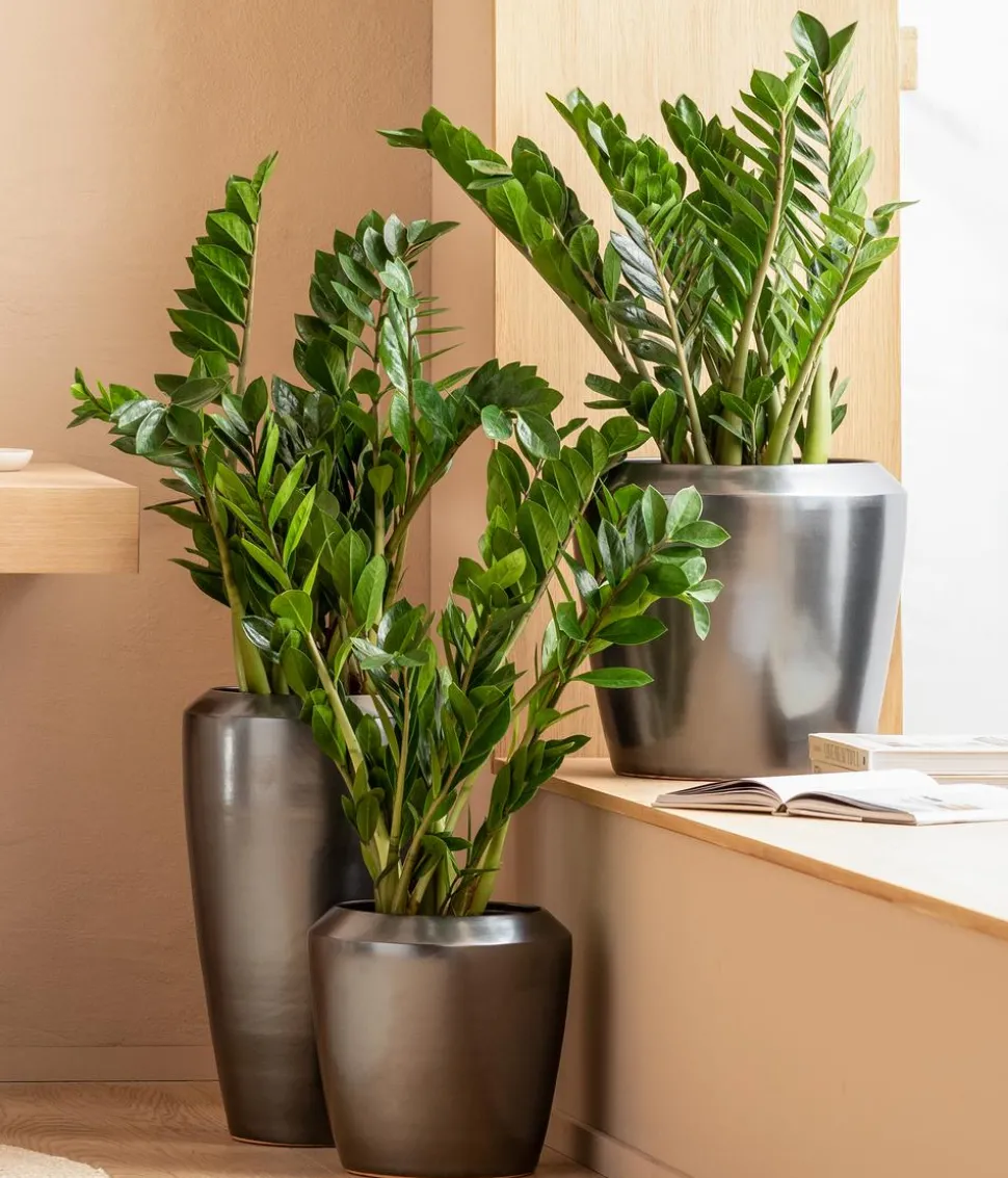 Glücksfeder - Zamioculcas zamiifolia
