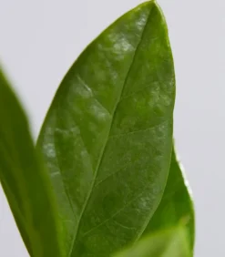 Glücksfeder - Zamioculcas zamiifolia