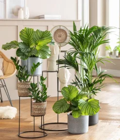 Glücksfeder - Zamioculcas zamiifolia
