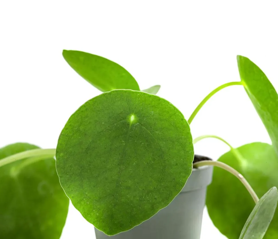 Glückstaler - Pilea peperomioides