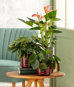 Glückstaler - Pilea peperomioides