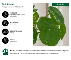 Glückstaler - Pilea peperomioides 'White Splash'