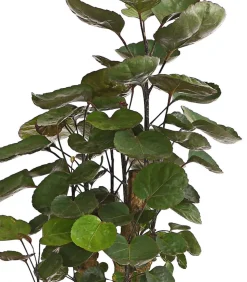 Glänzende Fiederaralie - Polyscias scutellaria 'Fabian'
