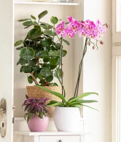 Glänzende Fiederaralie - Polyscias scutellaria 'Fabian'