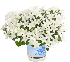 Glockenblume - Campanula porscharskyana 'Spring Bell®'