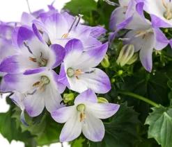 Glockenblume - Campanula porscharskyana 'Fancy Mee®'