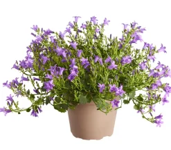 Glockenblume 'Blue Planet'