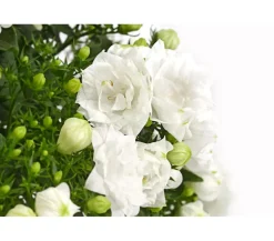 Glockenblume - Campanula haylodgensis 'White like Mee®'