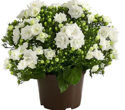 Glockenblume - Campanula haylodgensis 'White like Mee®'
