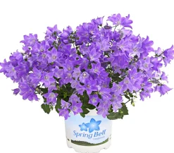 Glockenblume - Campanula porscharskyana 'Spring Bell®'