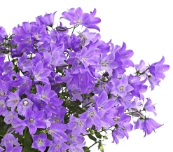 Glockenblume - Campanula porscharskyana 'Spring Bell®'