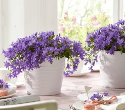 Glockenblume - Campanula porscharskyana 'Spring Bell®'