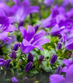 Glockenblume - Campanula porscharskyana 'Spring Bell®'