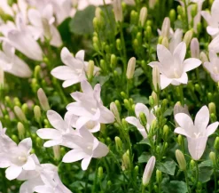Glockenblume - Campanula portenschlagiana 'Get mee®'